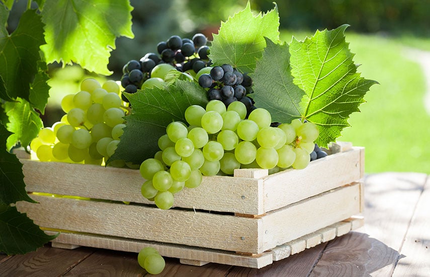 Посадка винограда осенью саженцами - полезные советы
