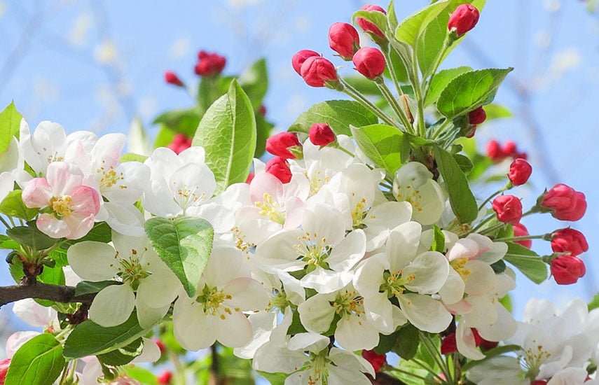 Подкормка яблонь весной