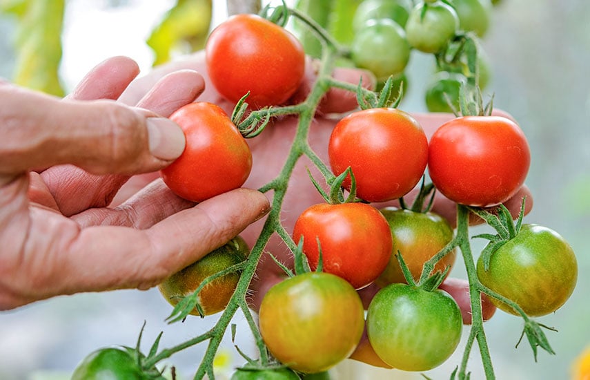 Как правильно сажать помидоры в открытый грунт и в теплицу