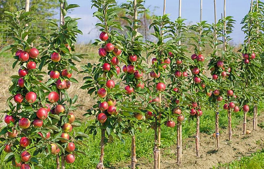 Колоновидные саженцы плодовых деревьев – преимущества