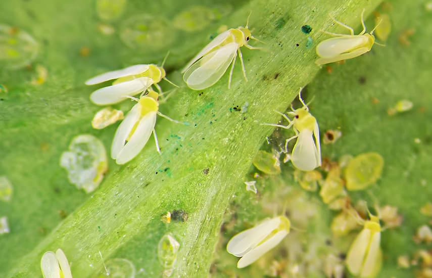 Борьба с белыми мошками на комнатных растениях: эффективные способы устранения вредителей
