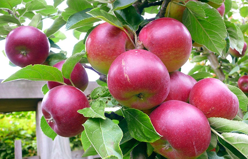 Яблони и груши осенью - когда сажать, как обрезать, уход и удобрение