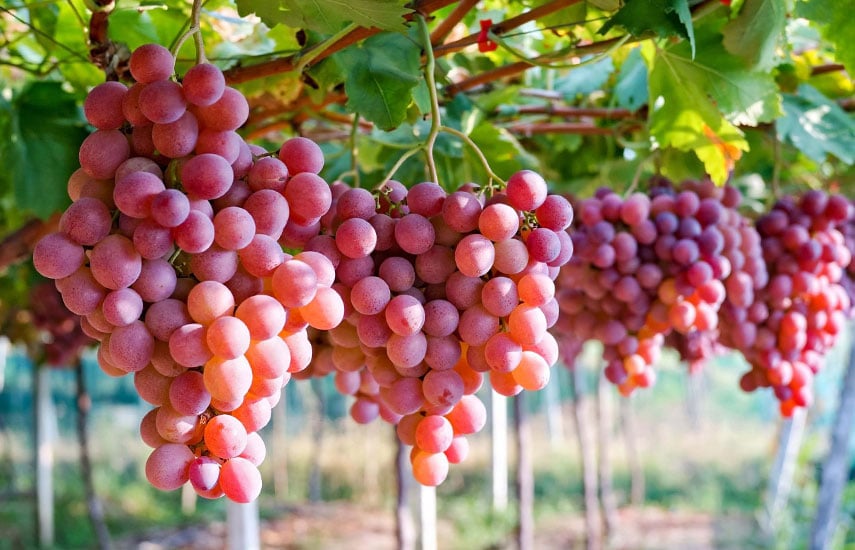 Виноград для начинающих - уход и обрезка в открытом грунте
