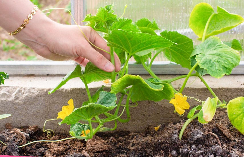 Как правильно выращивать огурцы | Садовый блог Беккер