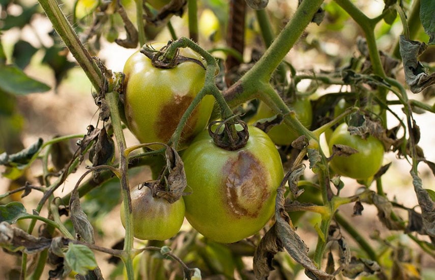Уход за помидорами в августе - защита от фитофторы