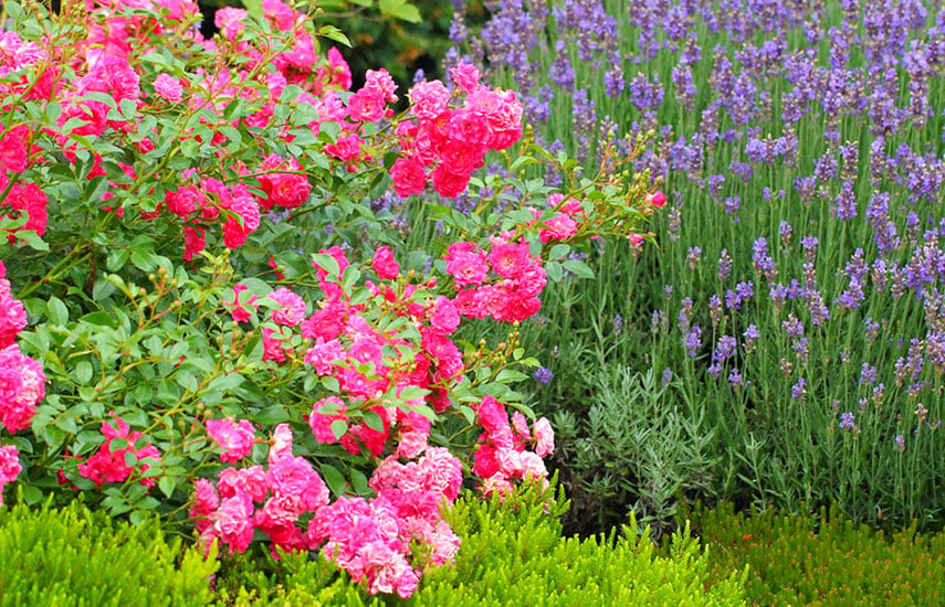Лаванда с розами в саду