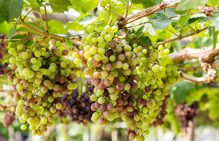 Посадка винограда осенью саженцами - полезные советы