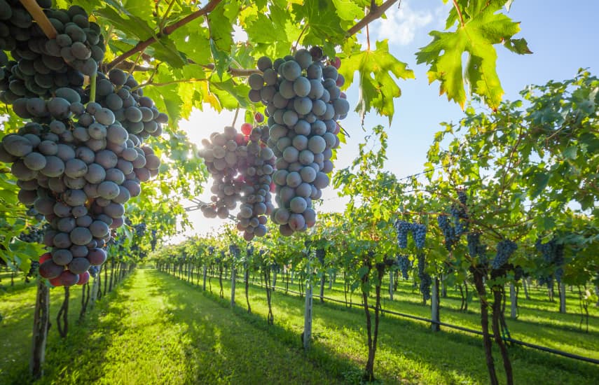 Особенности выращивания Амурского винограда: полив, подкормка, борьба с вредителями