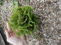 upload_img1
