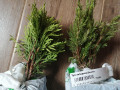 upload_img1