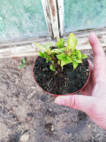 upload_img1