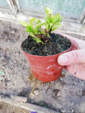 upload_img1