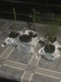 upload_img1