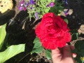 upload_img1