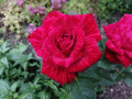 upload_img1