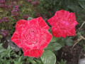 upload_img1