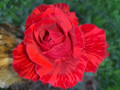 upload_img1