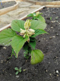 upload_img1