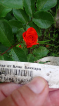 upload_img1