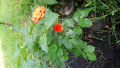 upload_img1