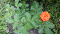 upload_img1