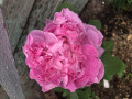 upload_img1