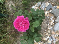 upload_img1