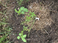 upload_img1