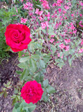 upload_img1