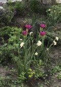 upload_img1