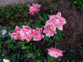 upload_img1