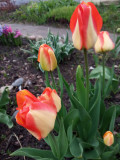 upload_img1