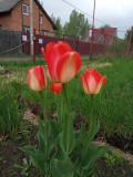 upload_img1