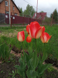 upload_img1