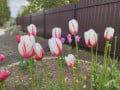 upload_img1
