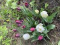 upload_img1