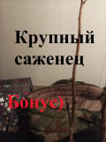 upload_img1