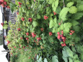 upload_img1