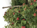 upload_img1