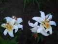 upload_img1