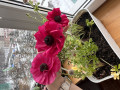 upload_img1