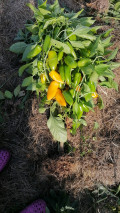 upload_img1