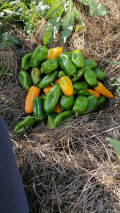 upload_img1