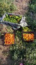 upload_img1