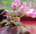 upload_img1