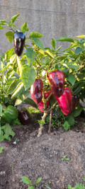 upload_img1