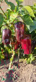 upload_img1
