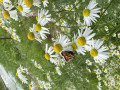 upload_img1