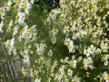 upload_img1