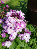 upload_img1